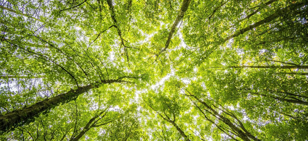Lavori ad alta quota sugli alberi e i pericoli per gli operatori