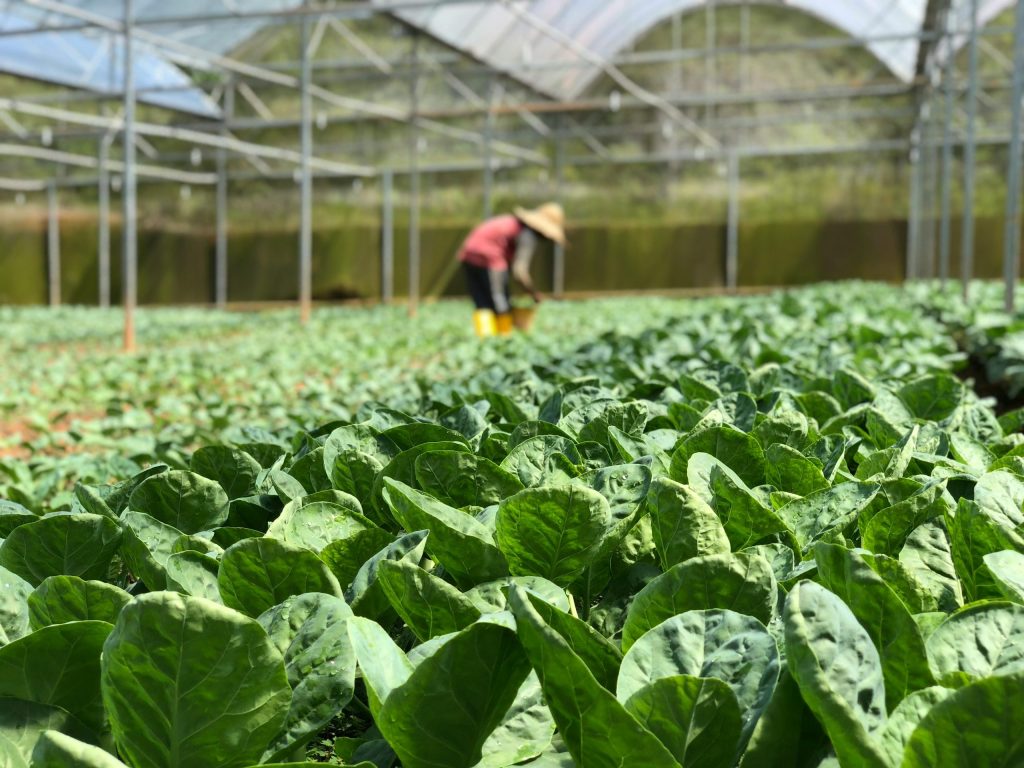 Lavoratori stagionali in agricoltura